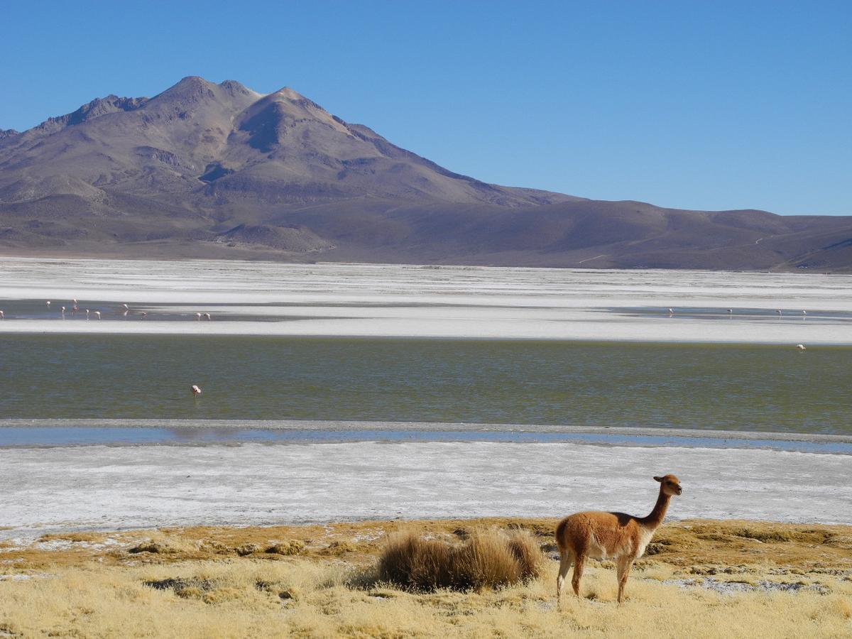 Hostal Vientos Del Altiplano Putre Kültér fotó